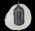 Morocconites Trilobite - Great Shell Detail #71195-4
